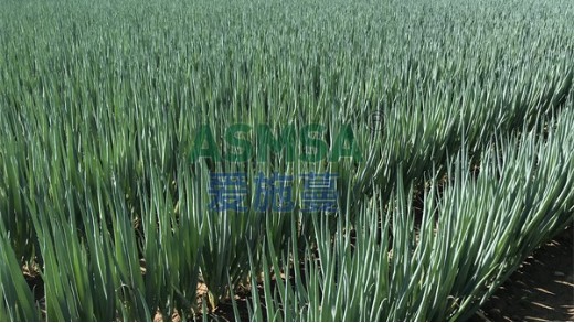水溶肥的三種施肥方法