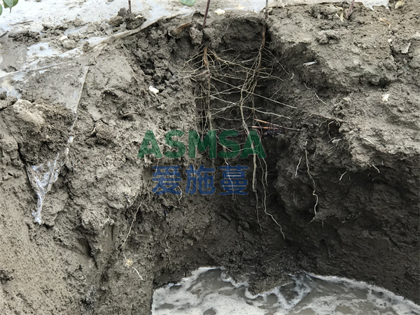 棉花施肥-愛施蔓蔓葉水溶肥