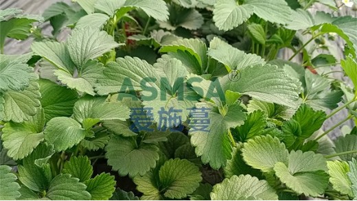 大量元素水溶肥該怎么用？