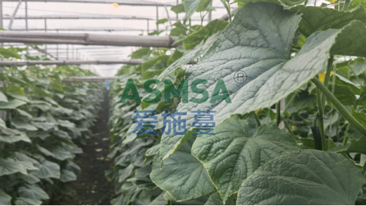 黃瓜追肥用什么肥料好？