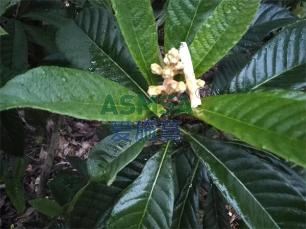 枇杷施肥-愛(ài)施蔓蔓葉水溶肥