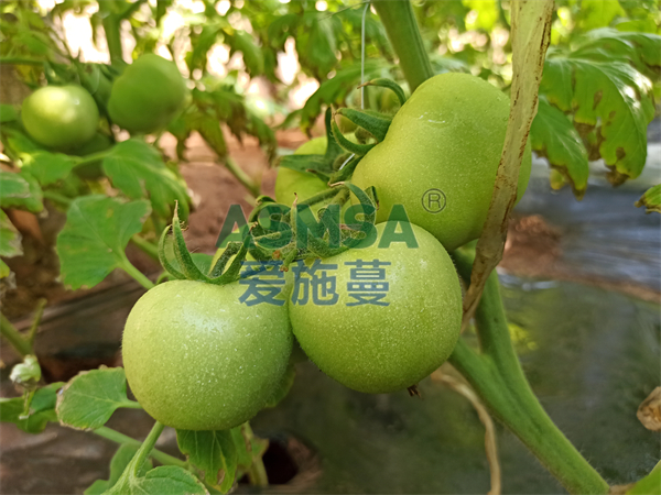 番茄施肥-愛(ài)施蔓蔓葉水溶肥