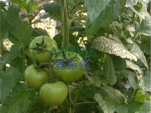 水溶肥有什么優(yōu)勢？李總這么說