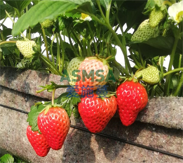 番茄施肥-愛施蔓蔓葉水溶肥