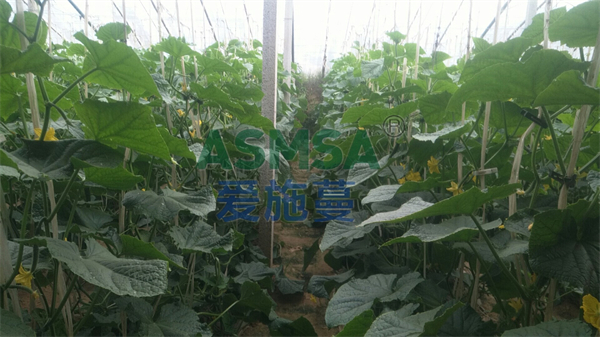 黃瓜施肥-愛施蔓蔓葉水溶肥