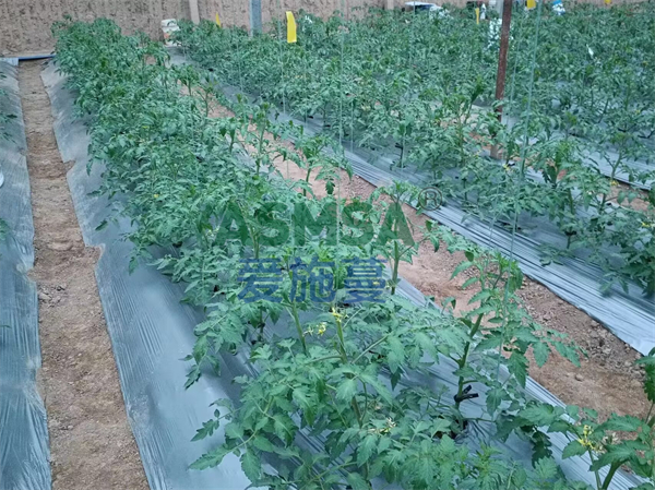 大棚西紅柿施肥技術(shù)，吳大哥來教你