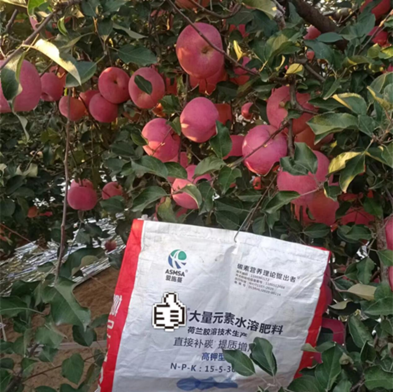 蘋果施肥—愛施蔓蔓葉顆粒大量元素水溶肥