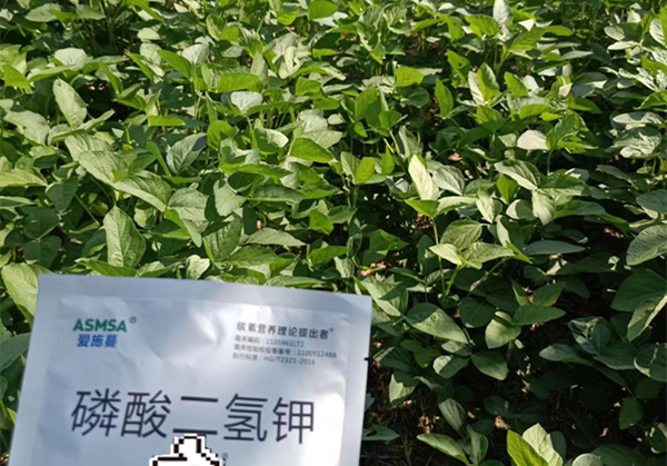 大豆種植-愛施蔓蔓葉磷酸二氫鉀