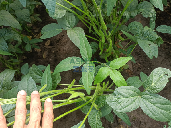 大豆種植-愛施蔓蔓葉水溶肥