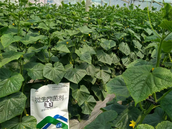 黃瓜種植-愛施蔓蔓葉微生物菌劑