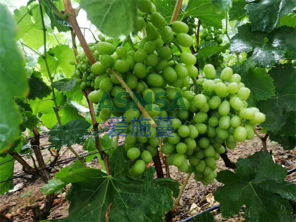 葡萄施肥-愛施蔓蔓葉水溶肥