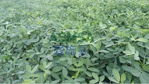 礦源黃腐酸鉀功效是什么呢