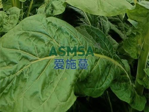 烤煙用什么肥料好