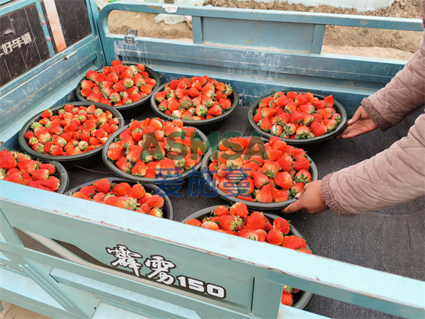 草莓施肥-愛施蔓蔓葉水溶肥