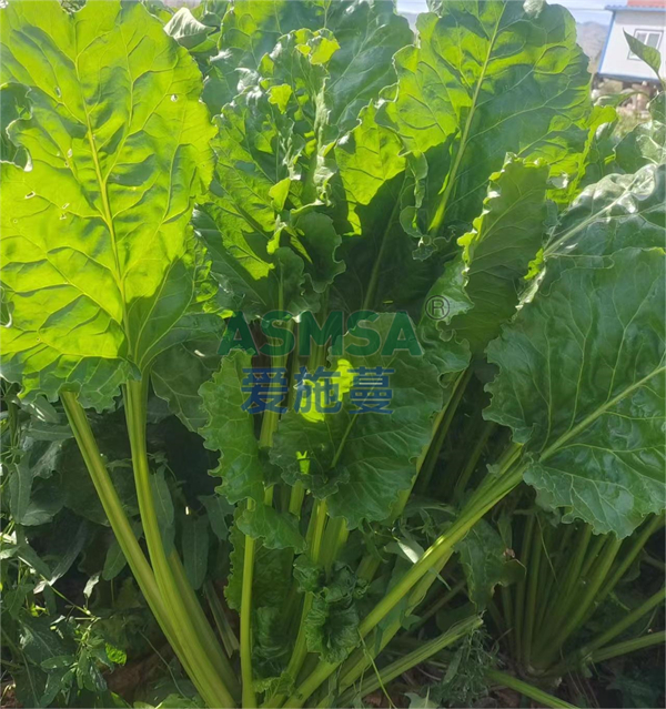 甜菜施肥-愛施蔓蔓葉水溶肥