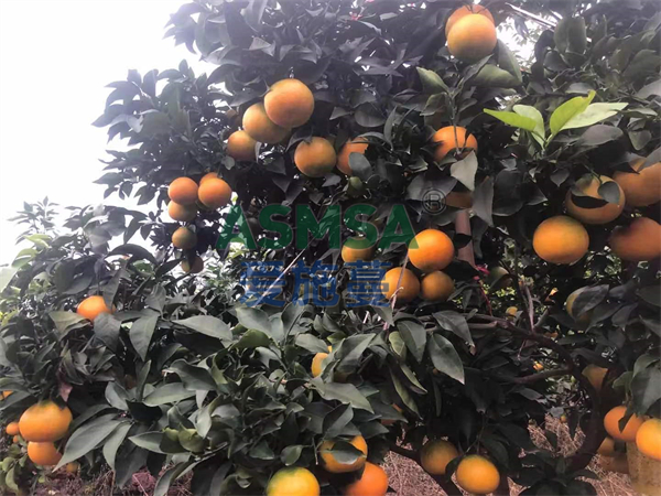 柑橘施肥-愛施蔓蔓葉水溶肥