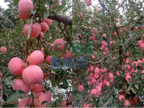 蘋(píng)果樹(shù)施什么肥好