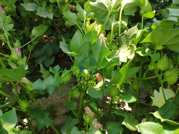棉花-愛施蔓蔓葉水溶肥 (1)