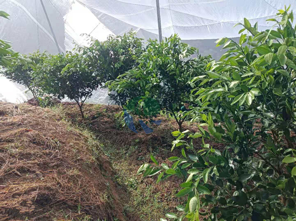 柑橘-愛施蔓蔓葉顆粒大量元素水溶肥