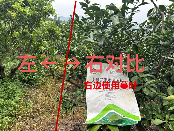 愛媛種植-使用蔓葉水溶肥對比