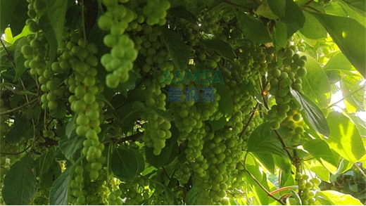 五味子種植用什么肥料好？