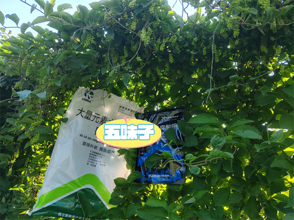 五味子種植-愛施蔓蔓葉水溶肥