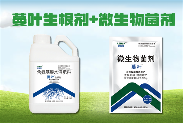 板藍根種植-蔓葉生根劑+微生物菌劑