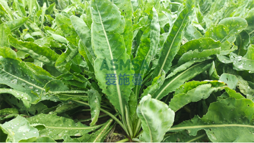 板藍(lán)根種植應(yīng)注意哪些問題？
