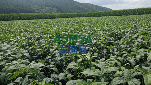 大豆種植如何選擇水溶肥