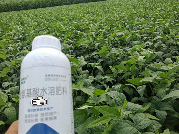 大豆施肥-愛施蔓蔓葉葉面肥