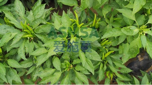 辣椒開花結(jié)果期用什么肥料？