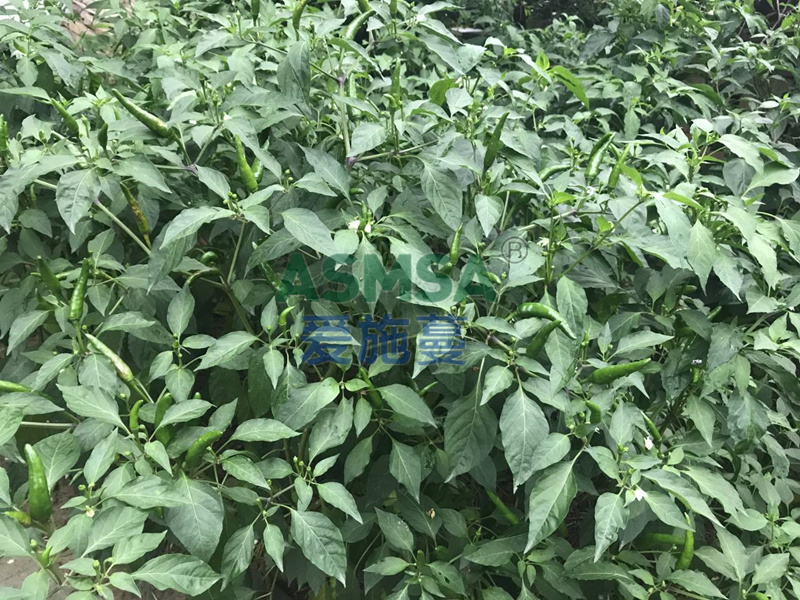 辣椒施肥-愛(ài)施蔓蔓葉水溶肥