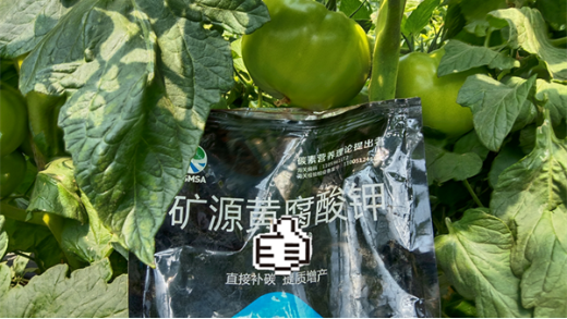 番茄早衰怎么辦？