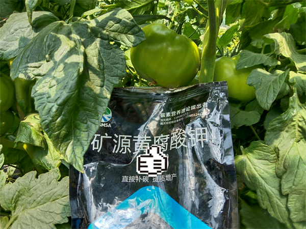 番茄施肥-愛施蔓蔓葉水溶肥