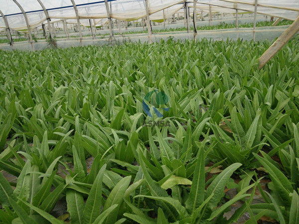 油麥菜-愛施蔓蔓葉水溶肥