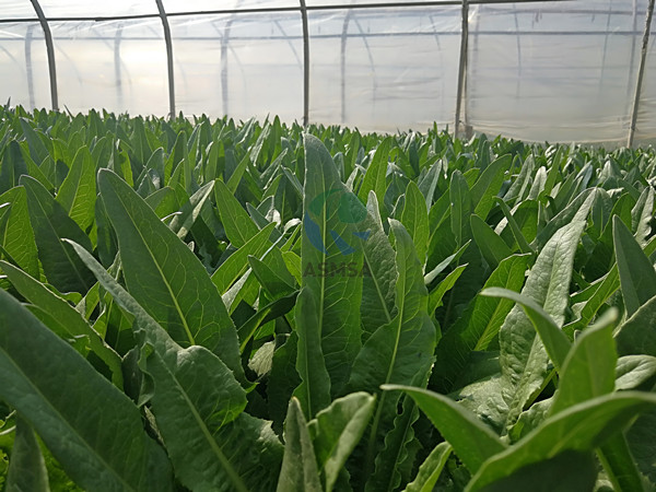 油麥菜-愛施蔓蔓葉水溶肥.