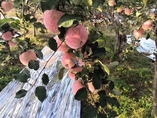 大量元素水溶肥對(duì)蘋果的效果