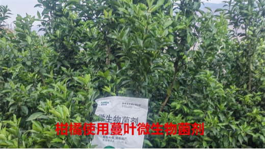 微生物菌劑，助力果樹增產(chǎn)豐收