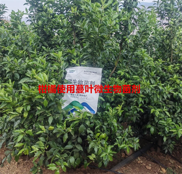 柑橘種植-愛施蔓蔓葉微生物菌劑
