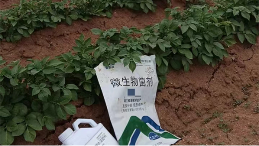 微生物菌劑——土豆種植施肥必備，增產(chǎn)又防病