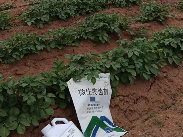 土豆施肥-愛(ài)施蔓蔓葉生根劑+微生物菌劑