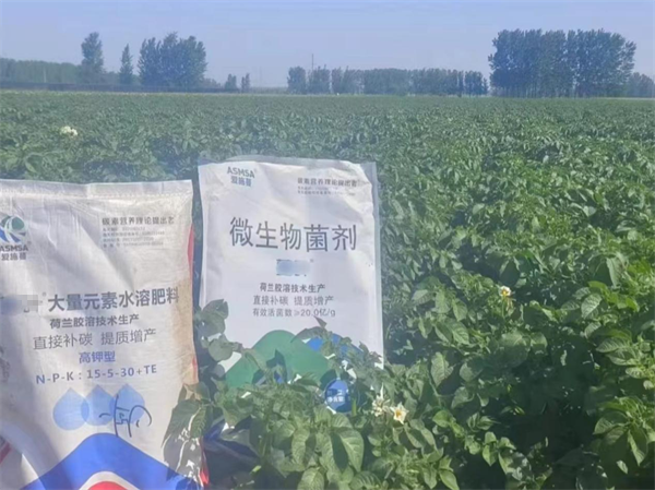 土豆施肥-愛(ài)施蔓蔓葉微生物菌劑+大量元素水溶肥