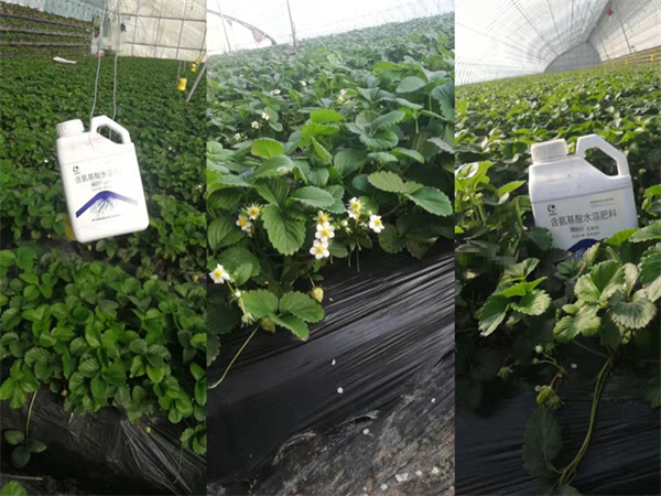 草莓施肥-愛施蔓蔓葉生根劑