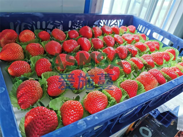 草莓施肥-愛施蔓蔓葉生根劑