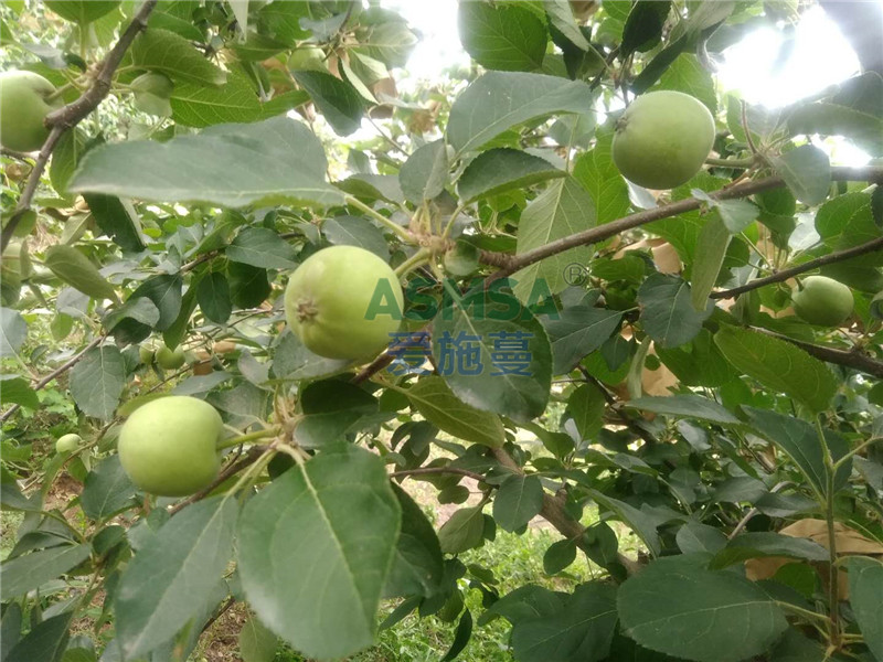 蘋(píng)果施肥-愛(ài)施蔓蔓葉水溶肥