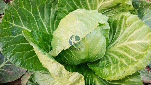 為什么微生物菌劑大多效果不好？