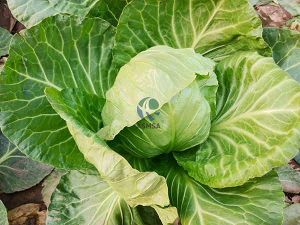 大頭菜-愛施蔓蔓葉水溶肥
