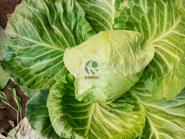 大頭菜-愛施蔓蔓葉水溶肥