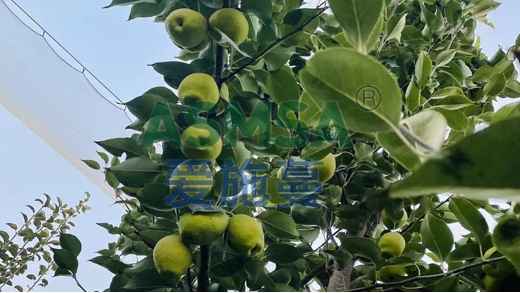 香梨種植用什么肥料？