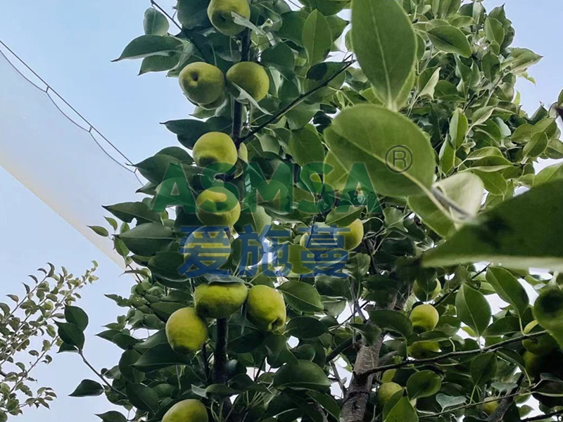 香梨施肥-愛施蔓蔓葉水溶肥